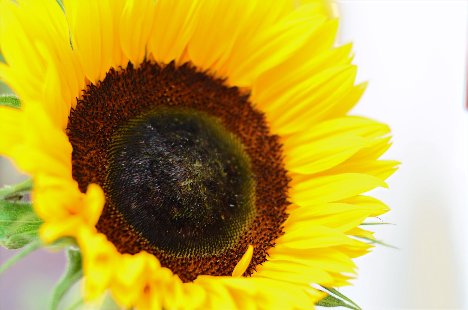 Close-up of a sunflower in bright light