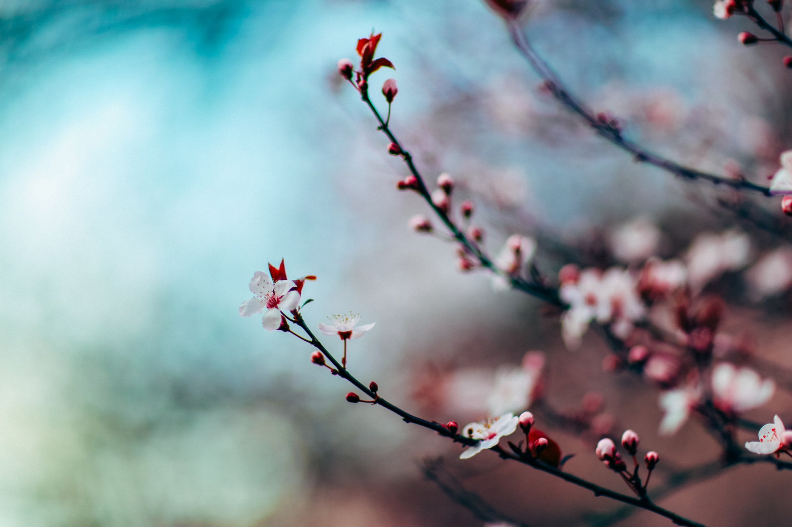 Pink and white blossom opening on bare branches against a blue sky