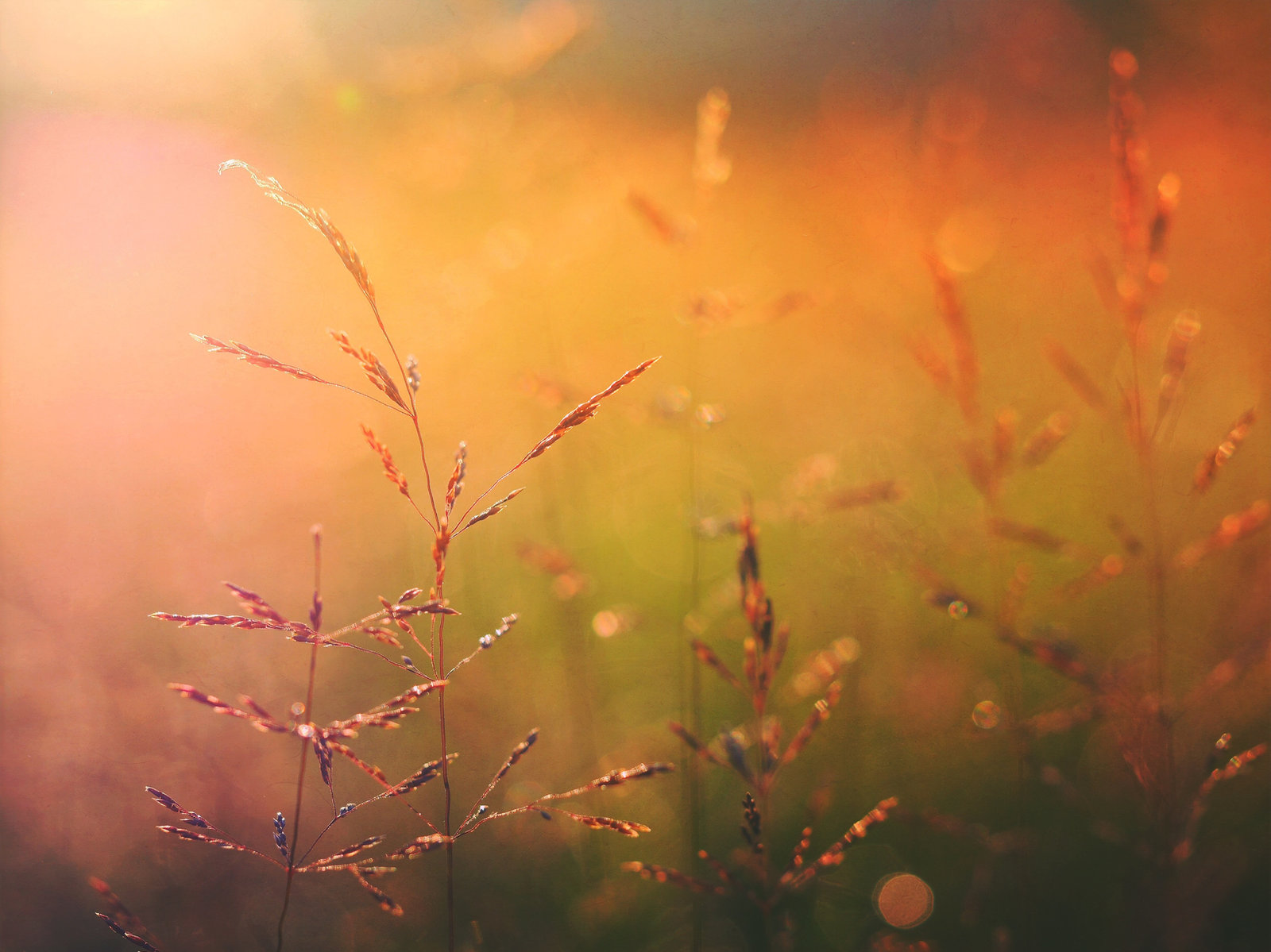 Grass seed heads backlit by warm evening light
