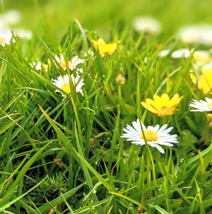 Daisies and buttercups growing in dewy grass