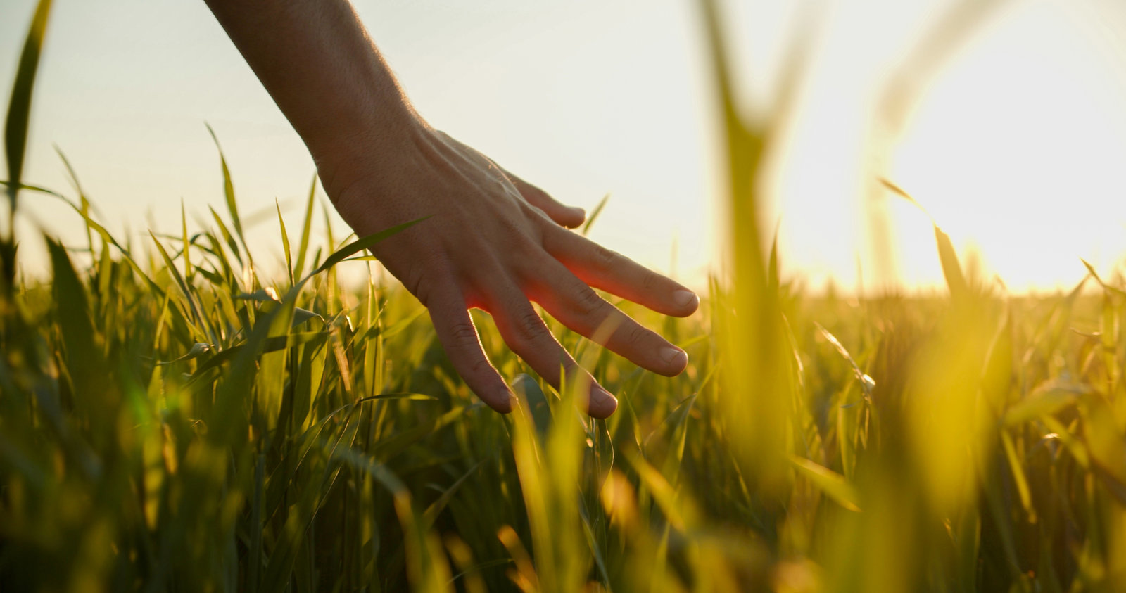 A hand brushing through tall grass in low evening sunlight