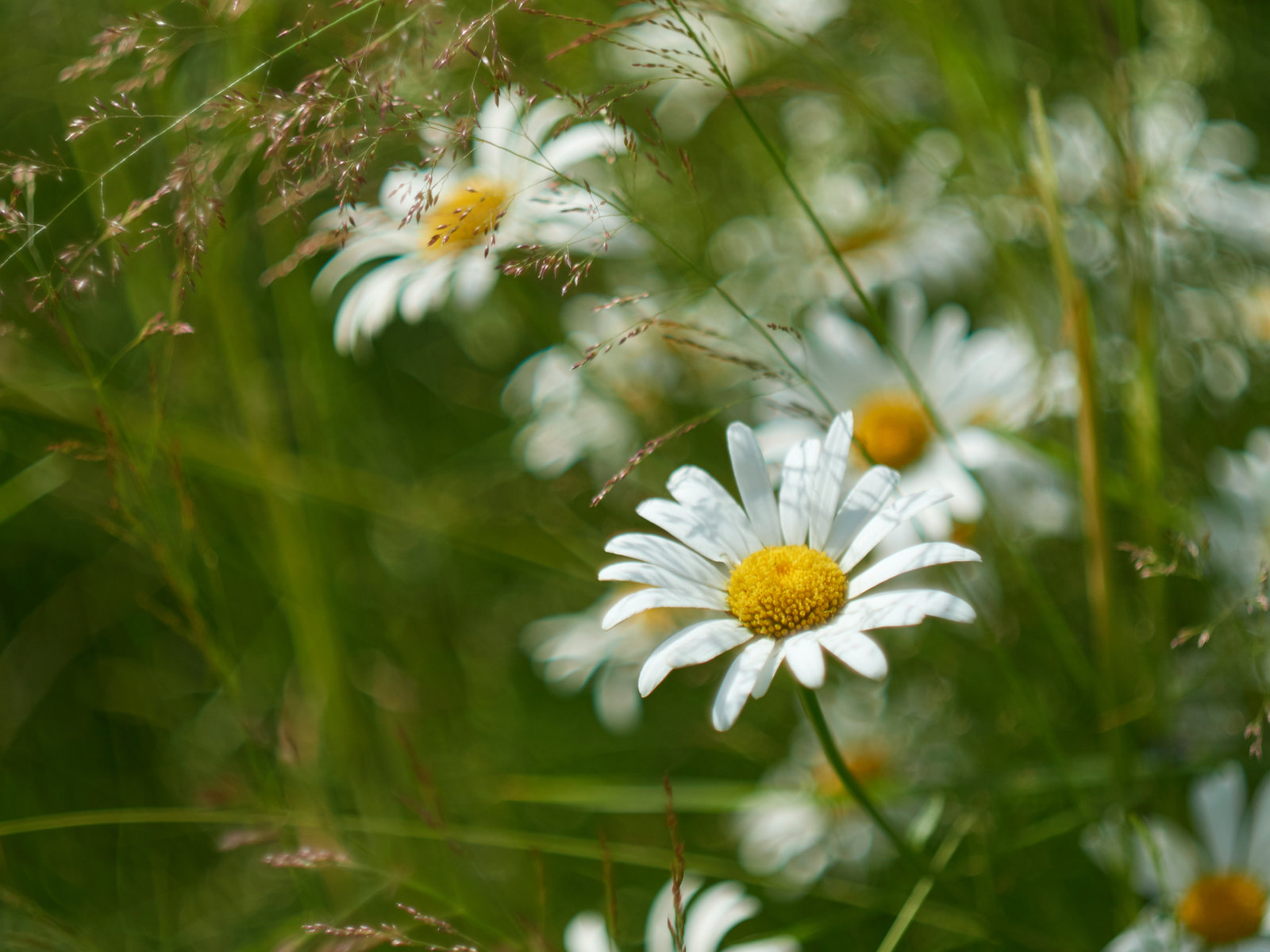 White daisies growing among long grass in sunlight