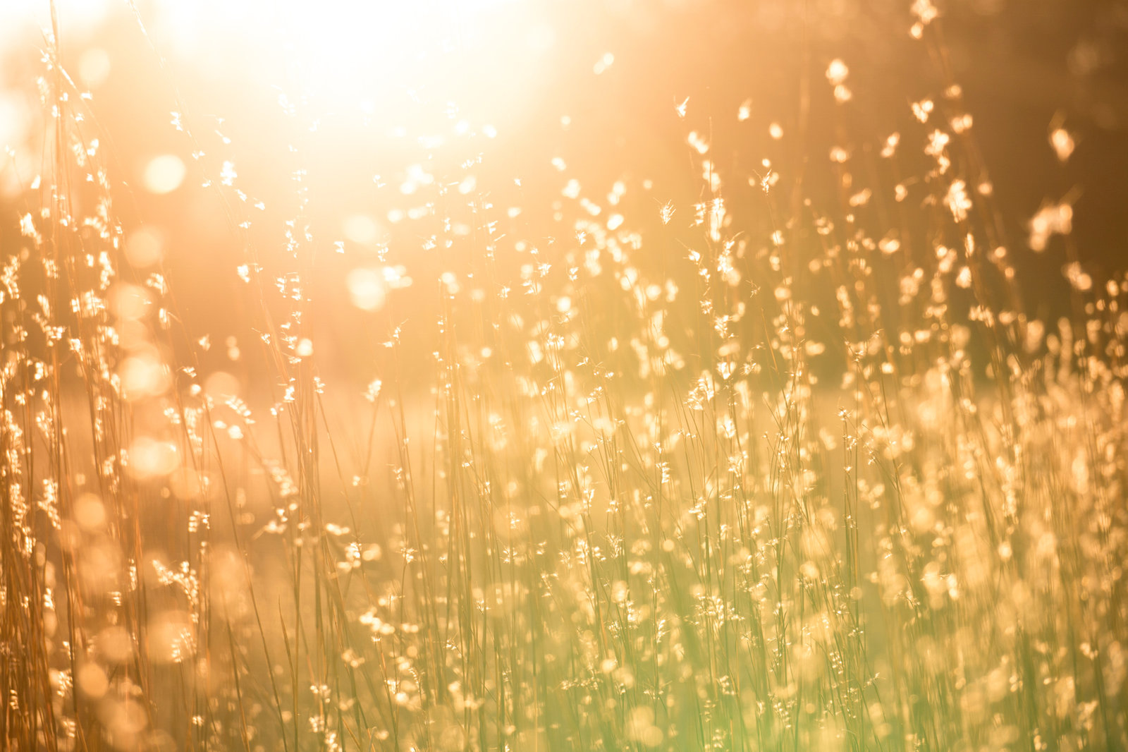 Meadow grasses backlit by golden evening sunlight