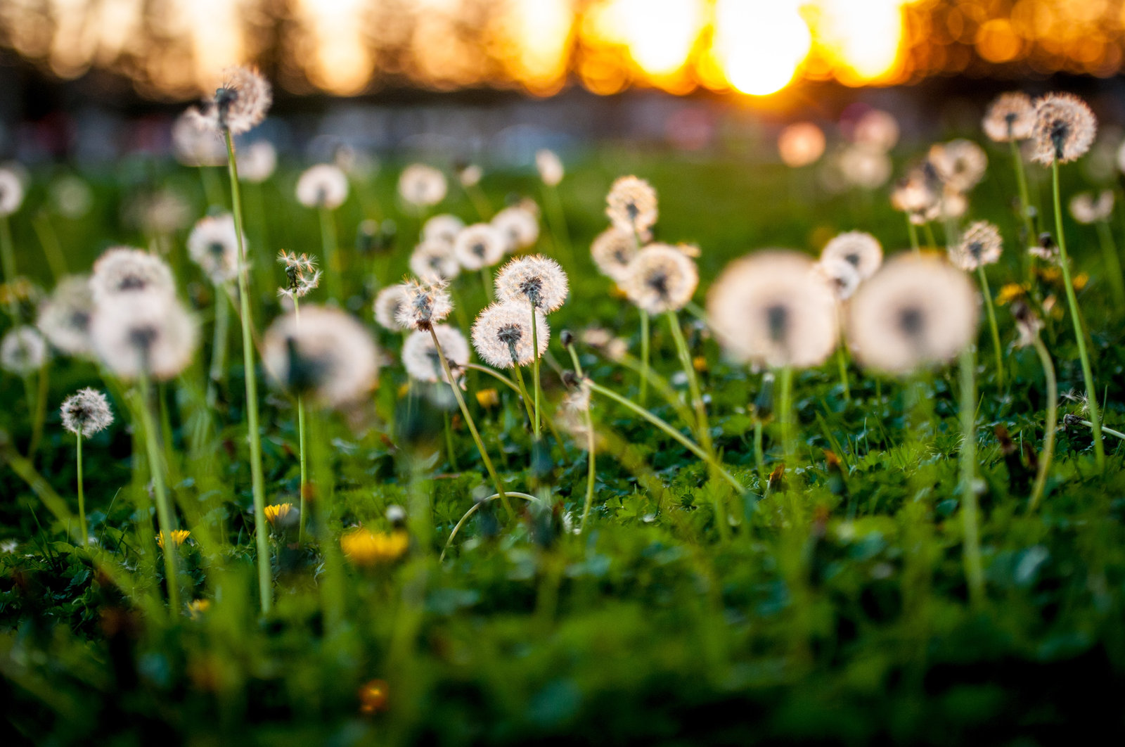 Dandelion seed heads in grass, backlit by a low evening sun