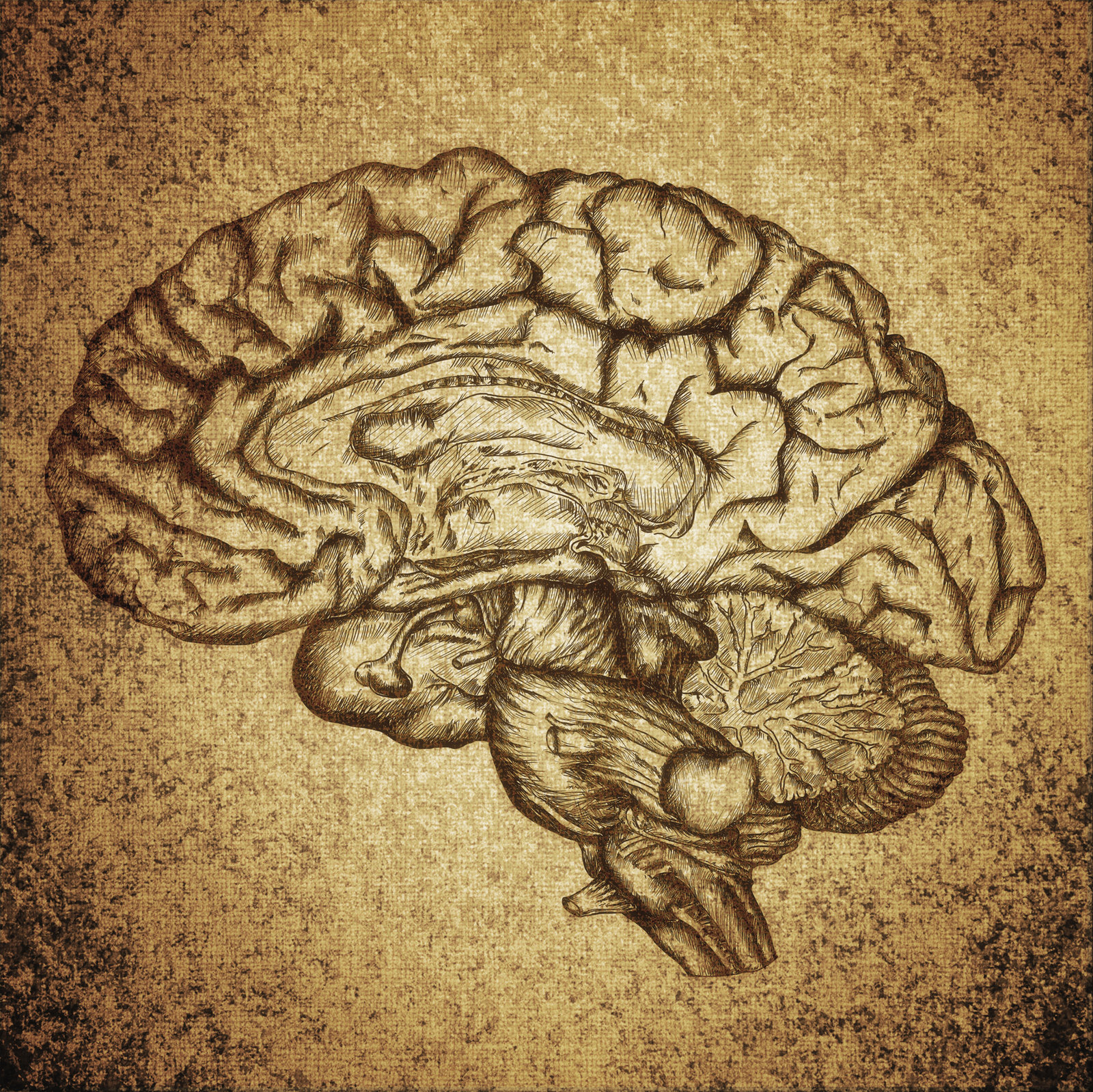 A vintage-style anatomical drawing of a human brain in cross-section