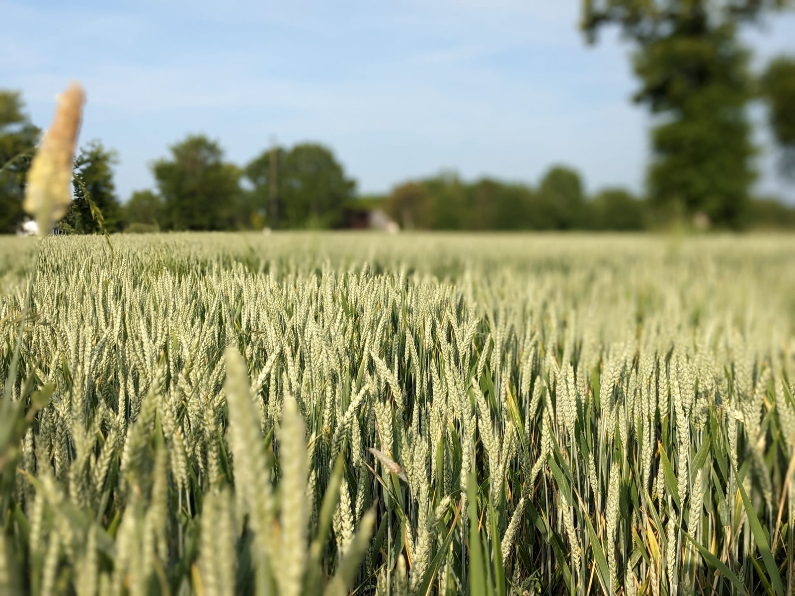 A field of ripening wheat with trees along the horizon under a blue sky